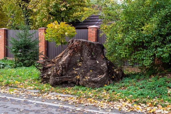 Ein riesiger entwurzelter Baumstumpf am Rande einer Landstraße — Stockfoto