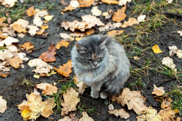 Um pequeno gato senta-se no chão cercado por outono caído licença — Fotografia de Stock