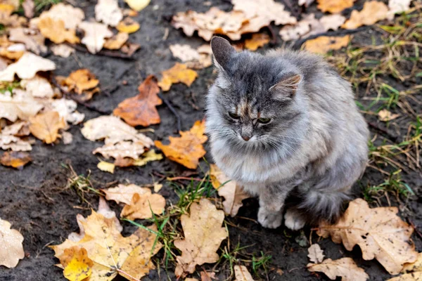 Um pequeno gato senta-se no chão cercado por outono caído licença — Fotografia de Stock