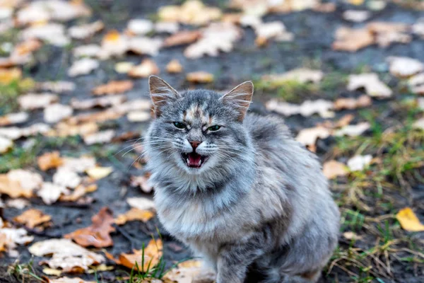 Μια δυσαρεστημένη, χαμογελαστή γάτα σε ένα θολό φόντο του φθινοπώρου le — Φωτογραφία Αρχείου