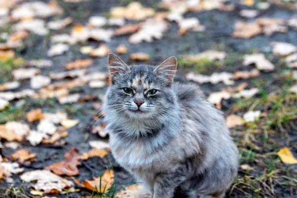 Un gatto scontento su uno sfondo sfocato di foglie autunnali. Sele — Foto Stock