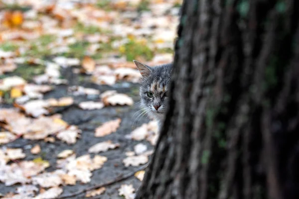 Un gato joven y curioso mira desde detrás de un árbol en una borrosa ba —  Fotos de Stock