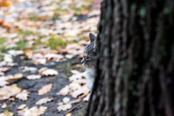 Un giovane gatto curioso guarda fuori da dietro un albero su un ba offuscata — Foto Stock