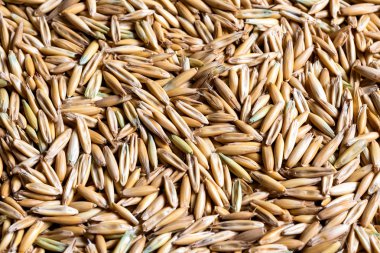 Yulaf ve buğdayın soyut arkaplanı. Harfler için boşluk