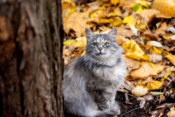 Close-up de um jovem gato bonito em um fundo borrado de aut — Fotografia de Stock