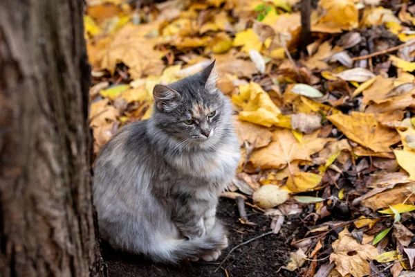 O gato senta-se na floresta em um fundo da licença de outono caída — Fotografia de Stock