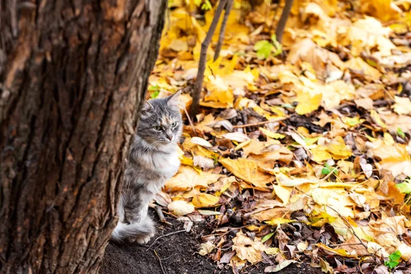 Um gato senta-se atrás de uma árvore no fundo do outono caído leav — Fotografia de Stock