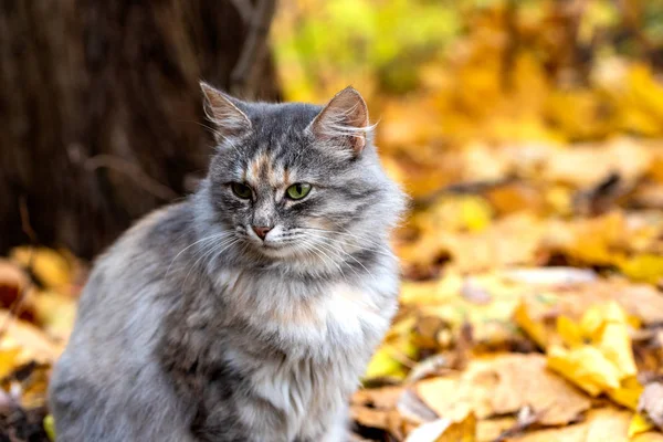 Close-up de um jovem gato bonito em um fundo borrado de fal — Fotografia de Stock