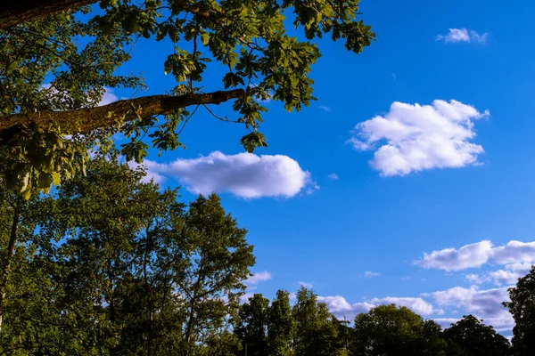 Paysage Abstrait Arbres Feuillage Vert Contre Ciel Bleu Nuageux Concentrez — Photo