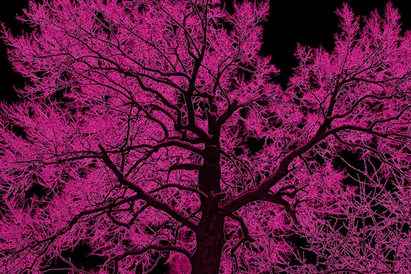Abstraktes Bild Einer Verschwommenen Silhouette Eines Alten Großen Baumes Violetten — Stockfoto