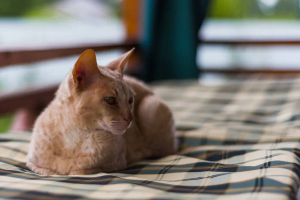 Fawn Kedisi Cornish Rex Bulanık Arka Planda Kareli Bir Yatakta — Stok fotoğraf