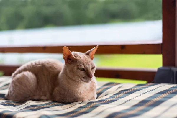 Cornish Rex Gato Encuentra Con Sus Patas Acurrucadas Colchón Cuadros — Foto de Stock