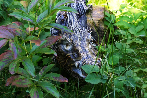 Testa Una Figura Giardino Cinghiale Nell Erba Primo Piano — Foto Stock