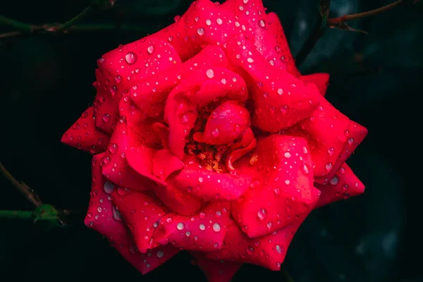 Rose Rouge Avec Des Gouttes Eau Sur Les Pétales Sur — Photo