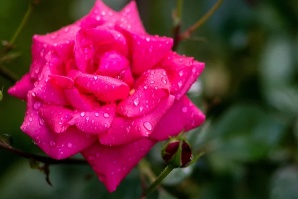 Rosa Ros Med Vattendroppar Kronbladen Närbild Selektiv Inriktning — Stockfoto