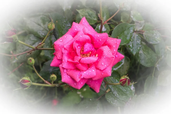 Bright Pink Rose Water Drops Petals Close Light Vignette — Stock Photo, Image