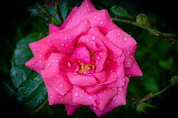 Pink Rose Water Drops Petals Close Top View Vignetting — Stock Photo, Image