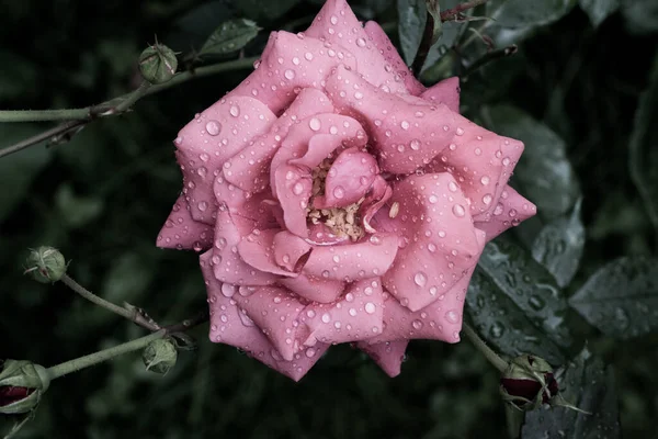 Pink Rose Water Drops Petals Close — Stock Photo, Image