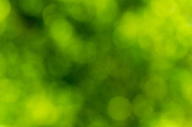 Sarı-yeşil tonlarda çözünmüş soyut arkaplan. Harfler ve tasarım için boşluk