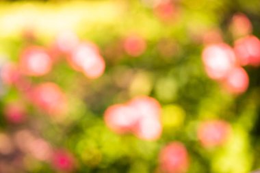 Soyut parlak çok renkli bulanık arkaplan. 