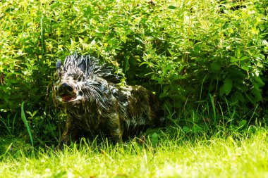 Oyuncak biblo yaban domuzu güneşli çimenlikteki çalıların arasından dikizliyor. Seçici odak