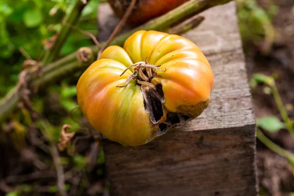 Unripe tomato affected by disease. Close-up. Selective focus