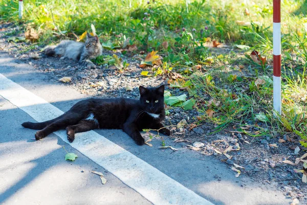 Schwarze Katze Liegt Straßenrand — Stockfoto
