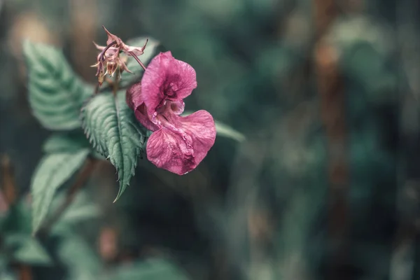 Pink Flower Blurred Background Selective Focus Close Flower Impatiens Glandulifera — Stock Photo, Image