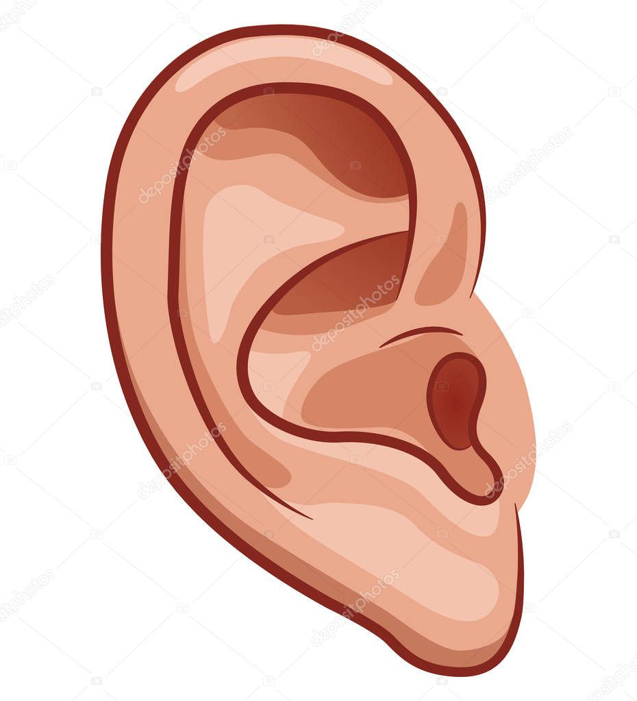 Vector illustration of ear on white background