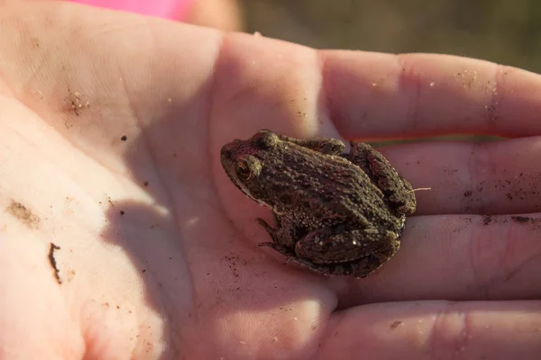 Frog warmed in the palm of your hand