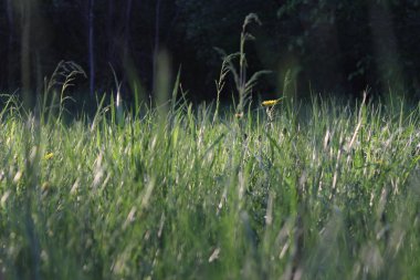 Çimlerde karahindiba
