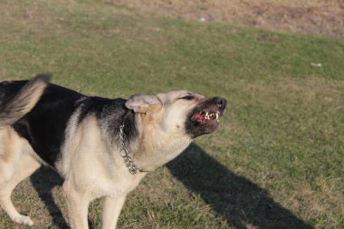 Wicked Doğu Avrupa çoban Barking