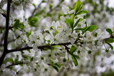 Beyaz güzel çiçekler ve kiraz tomurcukları İlkbaharda bir dalda çiçek açıyor.