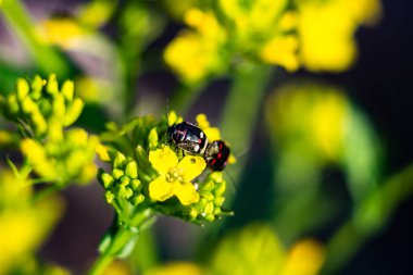 Böcekler sarı bir çiçeğin üzerinde otururken güneşin tadını çıkarırlar.