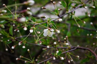 Beyaz güzel çiçekler ve kiraz tomurcukları İlkbaharda bir dalda çiçek açıyor.