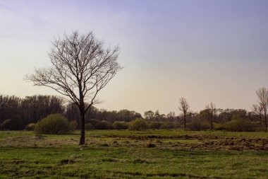bir açıklık ortasında bir unblown abanoz duruyor ve altında çim