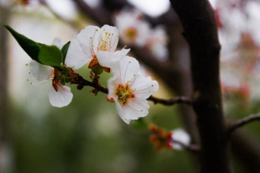 Beyaz kayısı çiçekleri baharda bir dalda çiçek açar.
