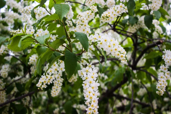 Bir dal üzerinde beyaz kuş kiraz kümelerinin çiçeklenmeleri