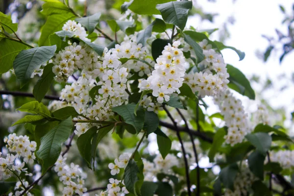 Inflorescences White Bird Cherry Clusters Branch — Stock Photo, Image