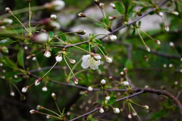 Beyaz güzel çiçekler ve kiraz tomurcukları İlkbaharda bir dalda çiçek açıyor.