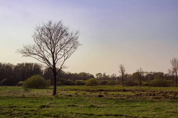 bir açıklık ortasında bir unblown abanoz duruyor ve altında çim