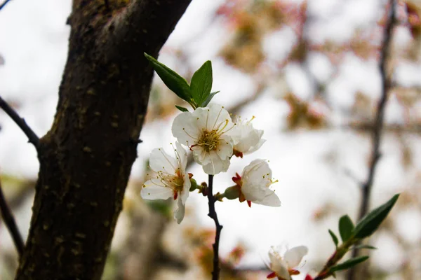 Fiori Albicocca Bianchi Fioriscono Ramo Primavera — Foto Stock