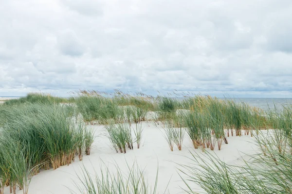 Zandduinen Gras Het Strand Zandduinen Zee Leeg Strand Een Bewolkte — Stockfoto