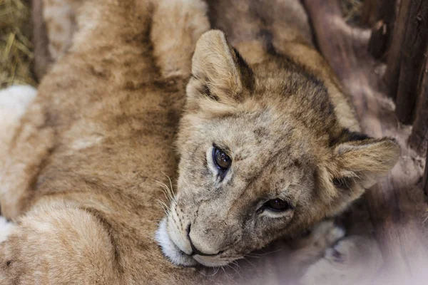 Leão Bebé Deitado Com Família Olhar Directamente Para Câmara — Fotografia de Stock