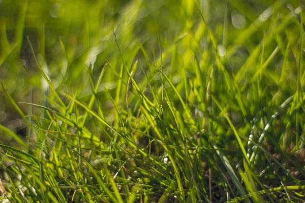 Juicy and bright green grass.Close up. Green grass background. The texture of the grass.macro