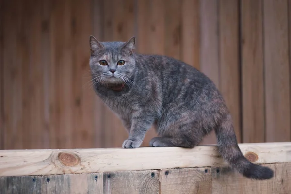 Grey Scottish cat in the village. Beautiful Scottish straight cat on a wooden Board.