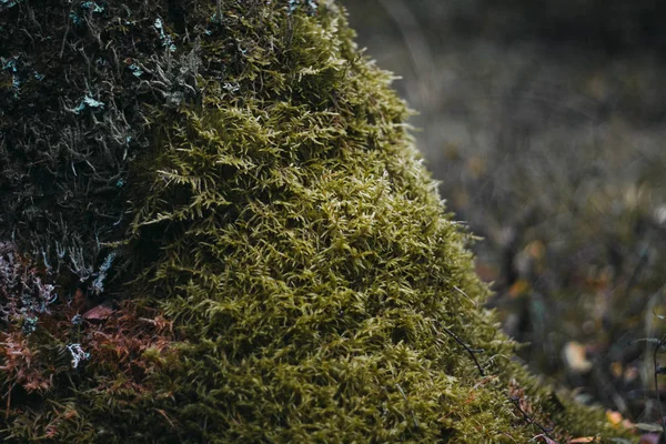 Green moss on a tree in the forest close-up. Surface covered with moss. Macro moss. Moss in the forest