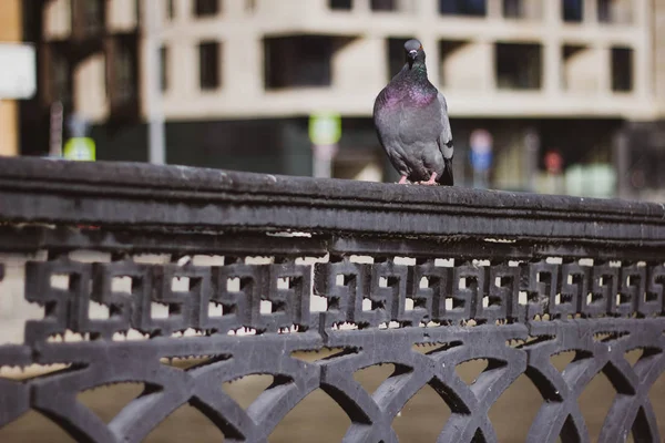 Gray dove sitting on a black twisted fence of the bridge against the urban landscape. Close up. City bird - Pigeon