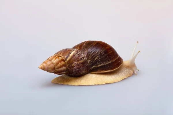 Giant African snail Achatina on white background. Achatina snail close up. Tropical snail Achatina fulica with shell.