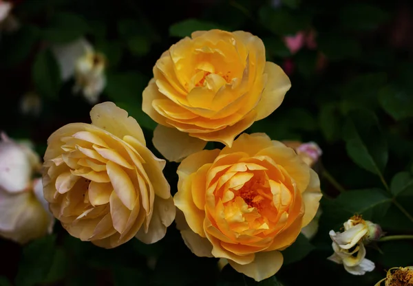 Yellow Bush roses. Nature flower background. The flowering of roses. Yellow flowers on a green background.